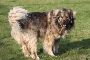 Bobby - Kaukasischer Owtscharka, Berner Sennenhund - Bild 11