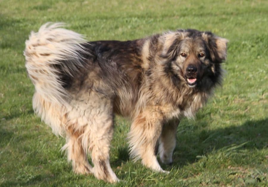 Bobby - Kaukasischer Owtscharka, Berner Sennenhund - Bild 10