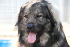 Bobby - Kaukasischer Owtscharka, Berner Sennenhund - Bild 31