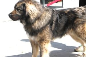 Bobby - Kaukasischer Owtscharka, Berner Sennenhund - Bild 37