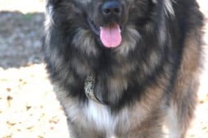 Bobby - Kaukasischer Owtscharka, Berner Sennenhund - Bild 35