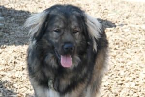 Bobby - Kaukasischer Owtscharka, Berner Sennenhund - Bild 33