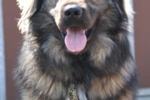 Bobby - Kaukasischer Owtscharka, Berner Sennenhund - Bild 27