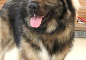 Bobby - Kaukasischer Owtscharka, Berner Sennenhund - Bild 19