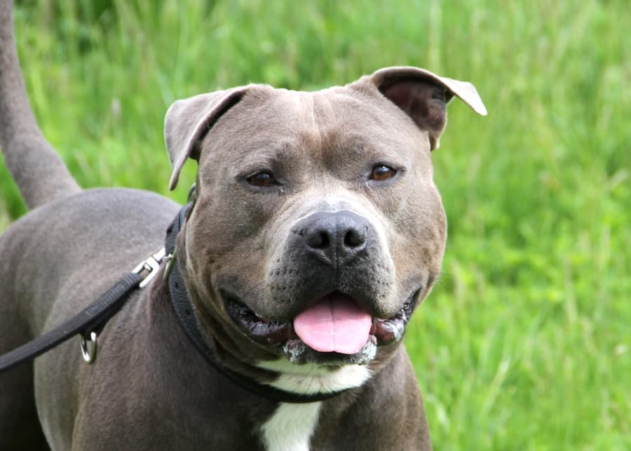 Kimbo - Staffordshire Bullterrier, American Staffordshire Terrier - Bild 2