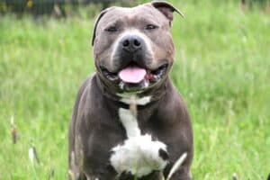 Kimbo - Staffordshire Bullterrier, American Staffordshire Terrier - Bild 5