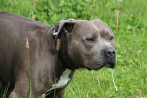 Kimbo - Staffordshire Bullterrier, American Staffordshire Terrier - Bild 7