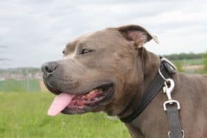Kimbo - Staffordshire Bullterrier, American Staffordshire Terrier - Bild 9