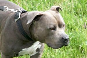Kimbo - Staffordshire Bullterrier, American Staffordshire Terrier - Bild 15