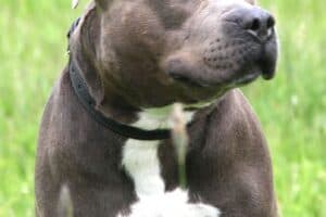 Kimbo - Staffordshire Bullterrier, American Staffordshire Terrier - Bild 17