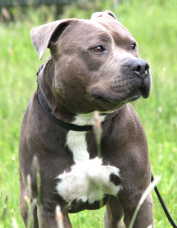 Kimbo - Staffordshire Bullterrier, American Staffordshire Terrier - Bild 16