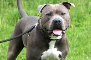 Kimbo - Staffordshire Bullterrier, American Staffordshire Terrier - Bild 19