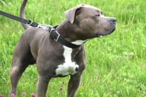 Kimbo - Staffordshire Bullterrier, American Staffordshire Terrier - Bild 21