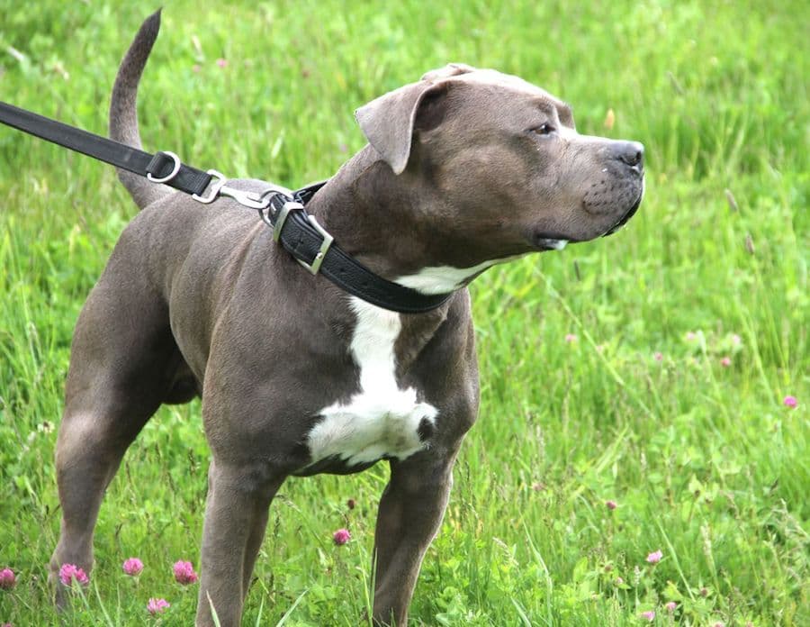 Kimbo - Staffordshire Bullterrier, American Staffordshire Terrier - Bild 20