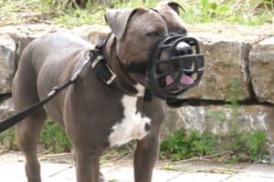 Kimbo - Staffordshire Bullterrier, American Staffordshire Terrier - Bild 23