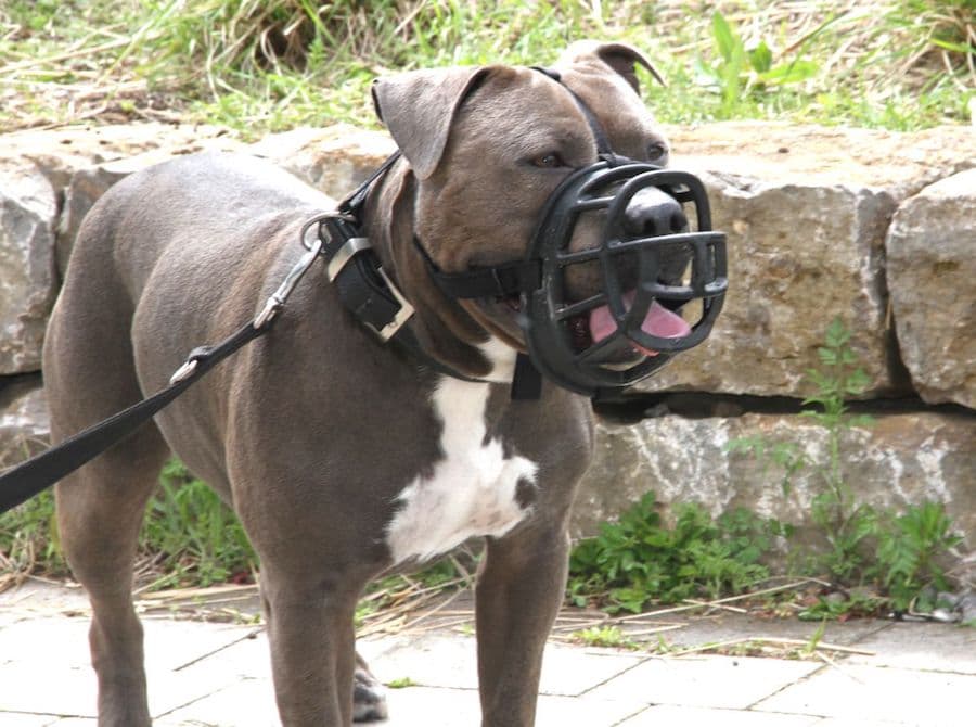 Kimbo - Staffordshire Bullterrier, American Staffordshire Terrier - Bild 22