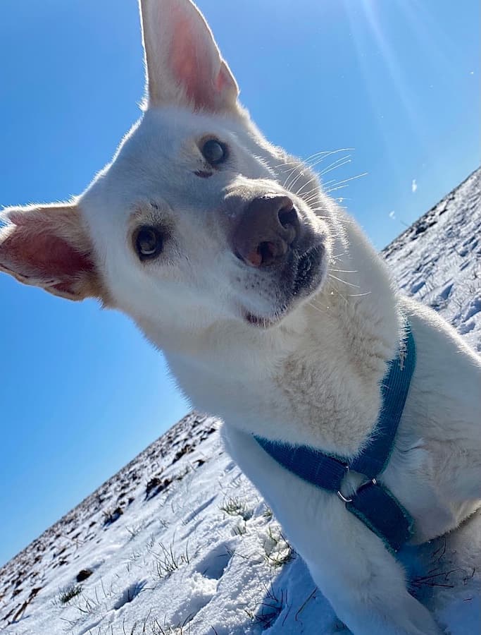 Chris - Deutscher Schäferhund - Bild 14