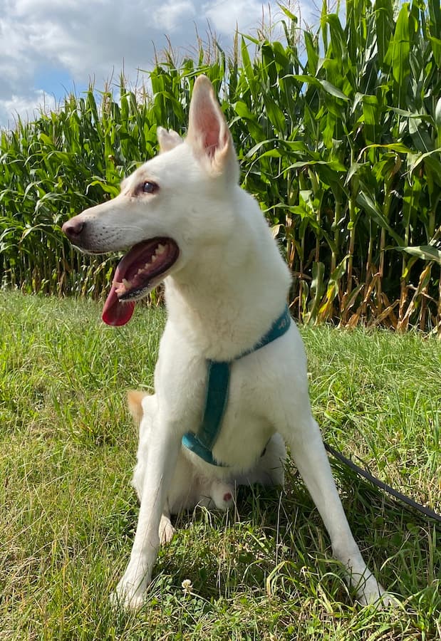 Chris - Deutscher Schäferhund - Bild 6