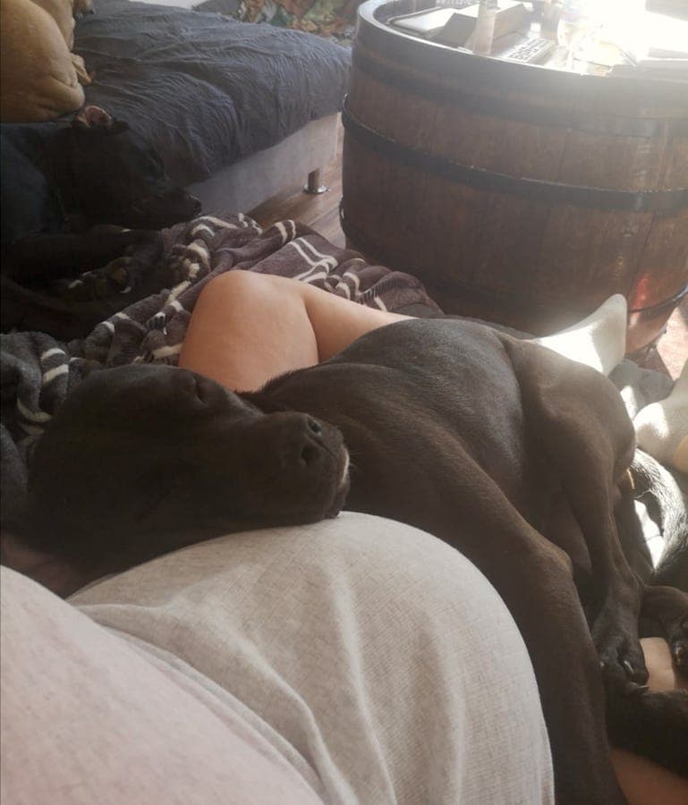 Cassie - Jack Russell Terrier - Bild 8