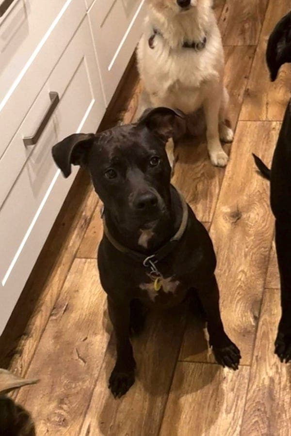 Cassie - Jack Russell Terrier - Bild 4