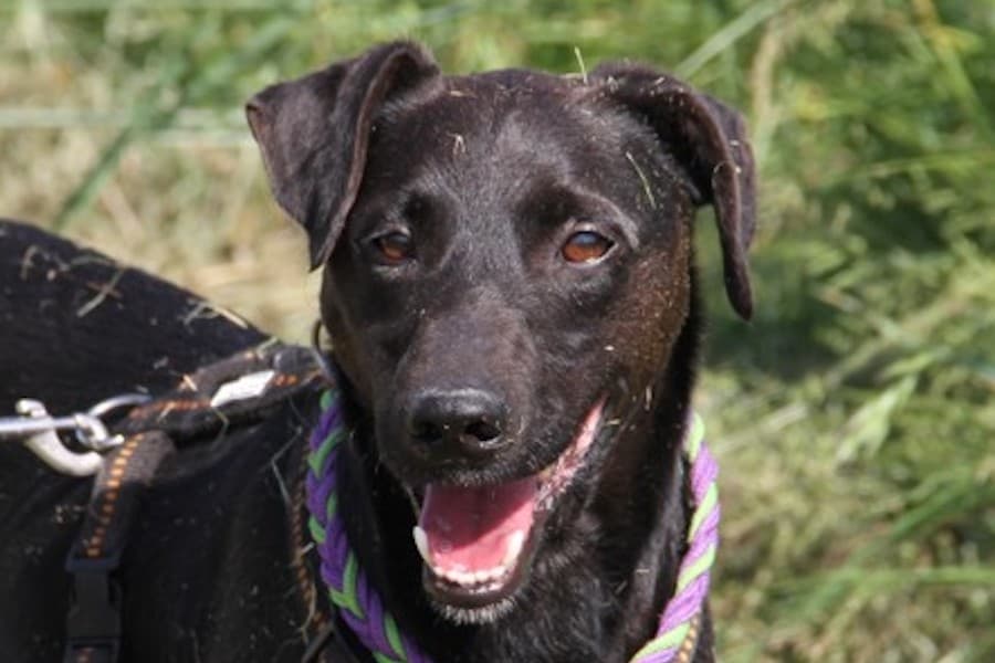 Jack Russell Terrier-Mix Annika Vogel