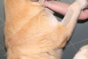 Annika Vogel -  - Bild 9