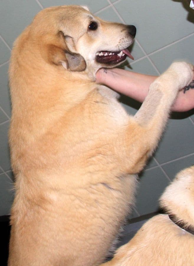 Annika Vogel -  - Bild 8