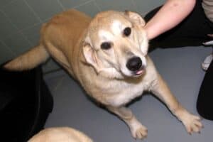 Annika Vogel -  - Bild 5