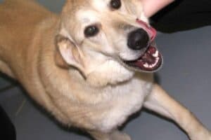 Annika Vogel -  - Bild 7