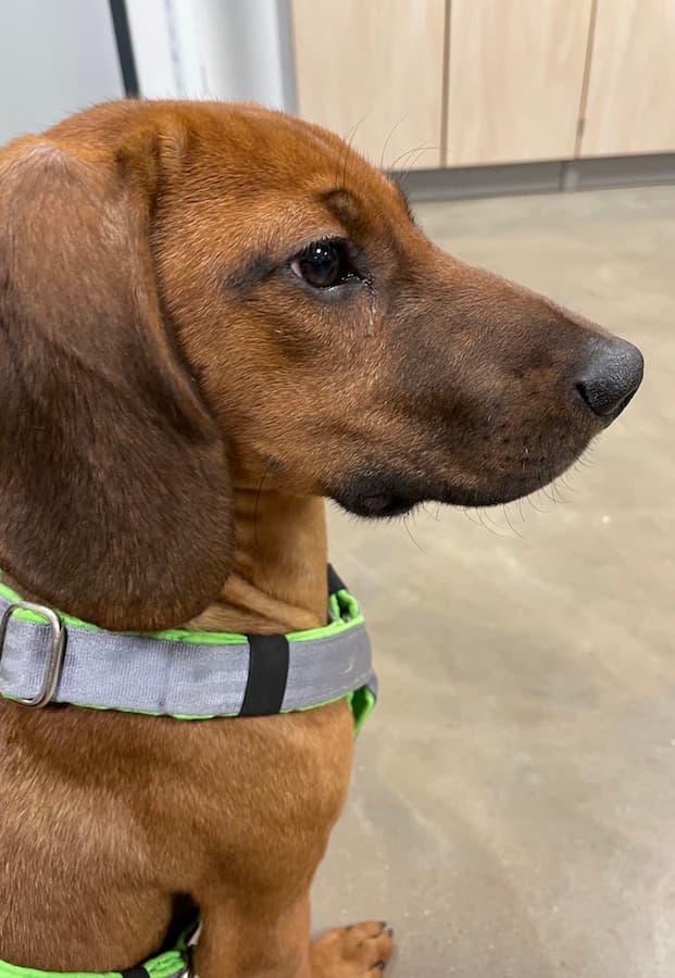 Willi - Bayerischer Gebirgsschweißhund - Bild 12