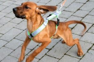 Willi - Bayerischer Gebirgsschweißhund - Bild 11