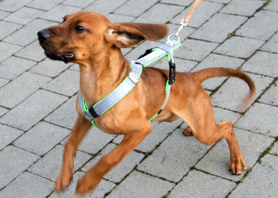 Willi - Bayerischer Gebirgsschweißhund - Bild 10