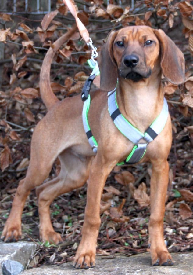 Willi - Bayerischer Gebirgsschweißhund - Bild 4