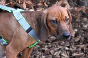 Willi - Bayerischer Gebirgsschweißhund - Bild 3