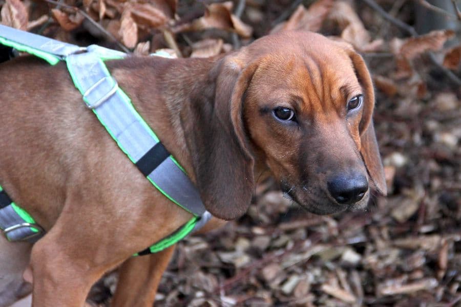 Willi - Bayerischer Gebirgsschweißhund - Bild 2