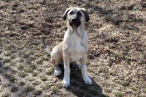 Karim - Kangal-Hirtenhund - Bild 9