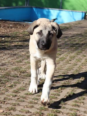 Karim - Kangal-Hirtenhund - Bild 2