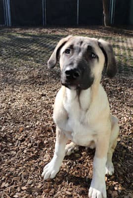 Karim - Kangal-Hirtenhund - Bild 10