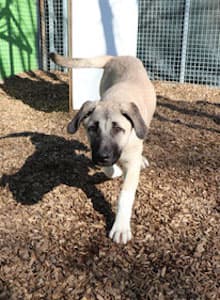 Karim - Kangal-Hirtenhund - Bild 12