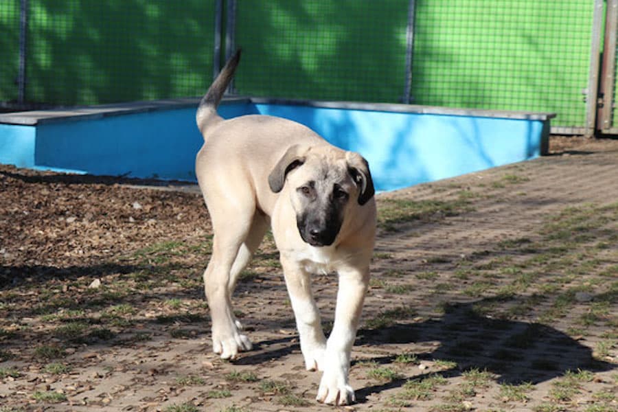 Karim - Kangal-Hirtenhund - Bild 6