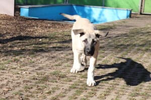 Karim - Kangal-Hirtenhund - Bild 5