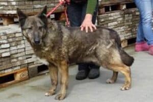 Axinte - Deutscher Schäferhund - Bild 17