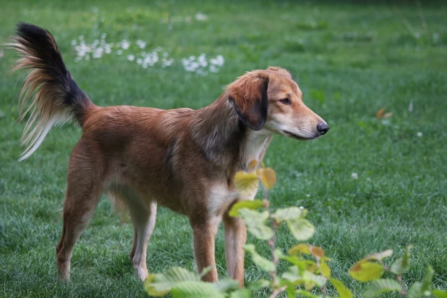 Ginevra -  - Bild 10