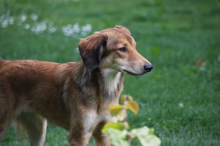 Ginevra -  - Bild 12