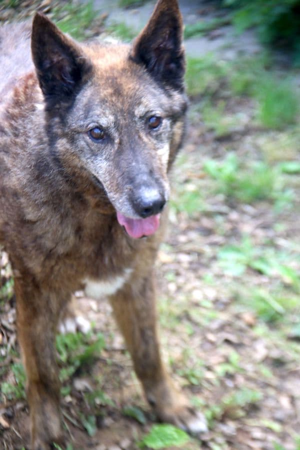 Axinte - Deutscher Schäferhund - Bild 6