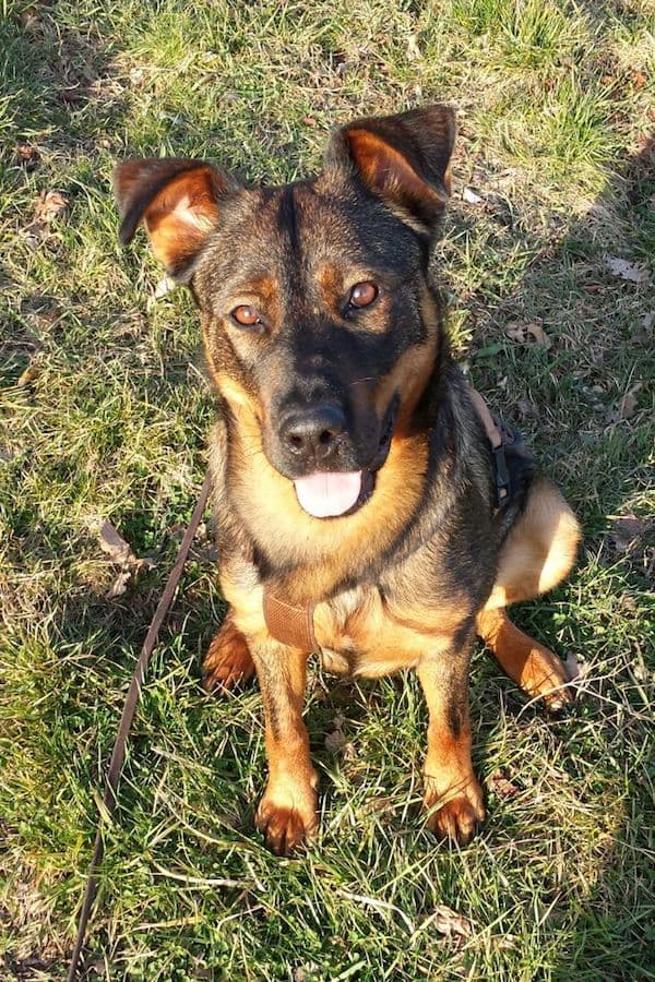 Putschi - Rottweiler, Deutscher Schäferhund - Bild 10