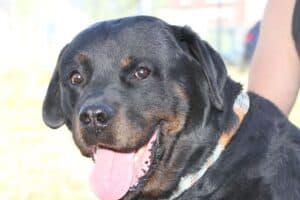 Echo - Rottweiler - Bild 3