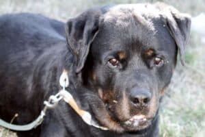 Echo - Rottweiler - Bild 13