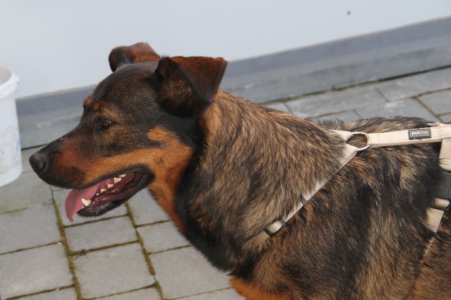 Putschi - Rottweiler, Deutscher Schäferhund - Bild 2