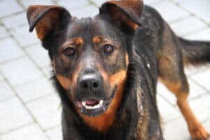Putschi - Rottweiler, Deutscher Schäferhund - Bild 7
